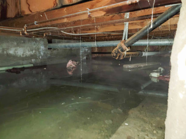 Best Flooded house restoration  in Murphysboro, IL
