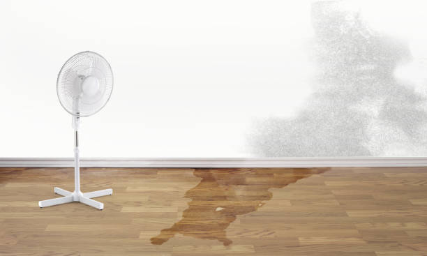 Best Water damage restoration services  in Murphysboro, IL